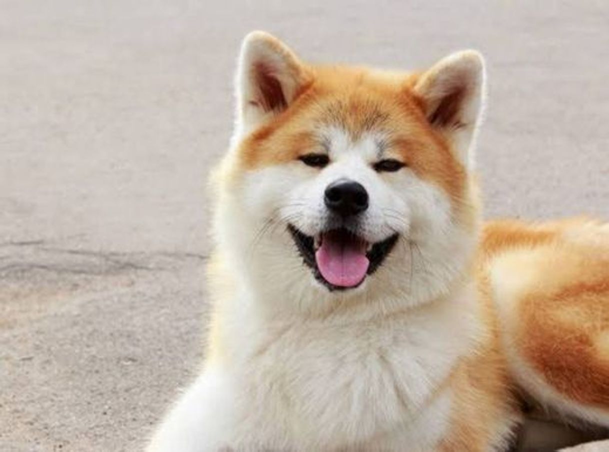 Moda Akita Inu