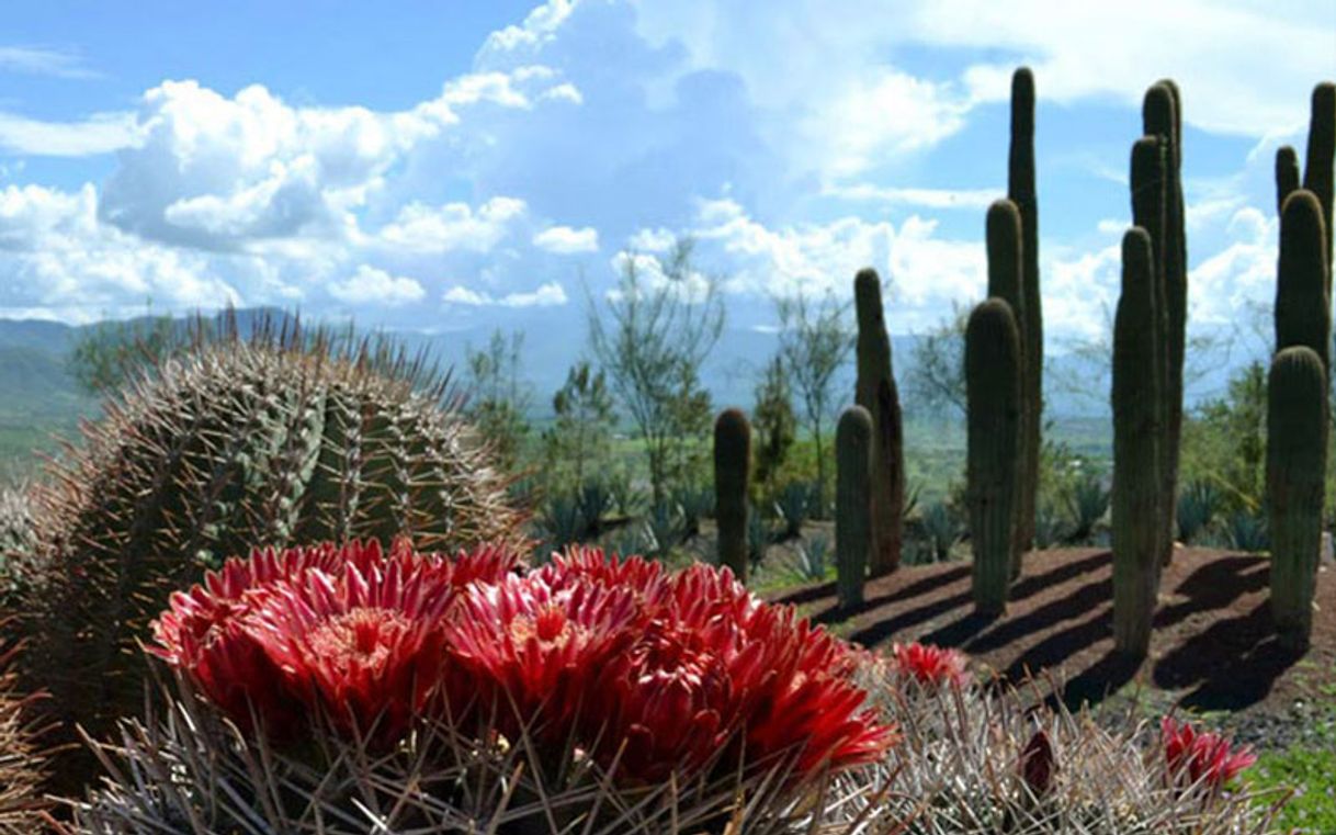 Place Jardín de las cactáceas