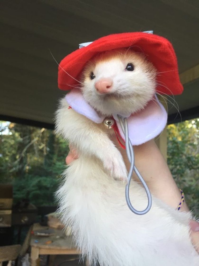 Social Pets 