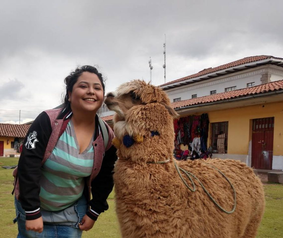 Lugar Campo de Artesanos, llamas y alpacas