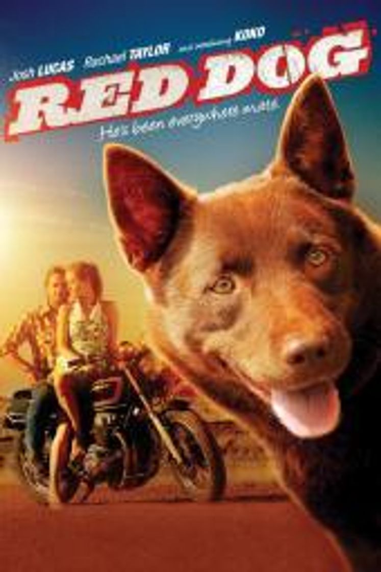 Película Red Dog, una historia de lealtad