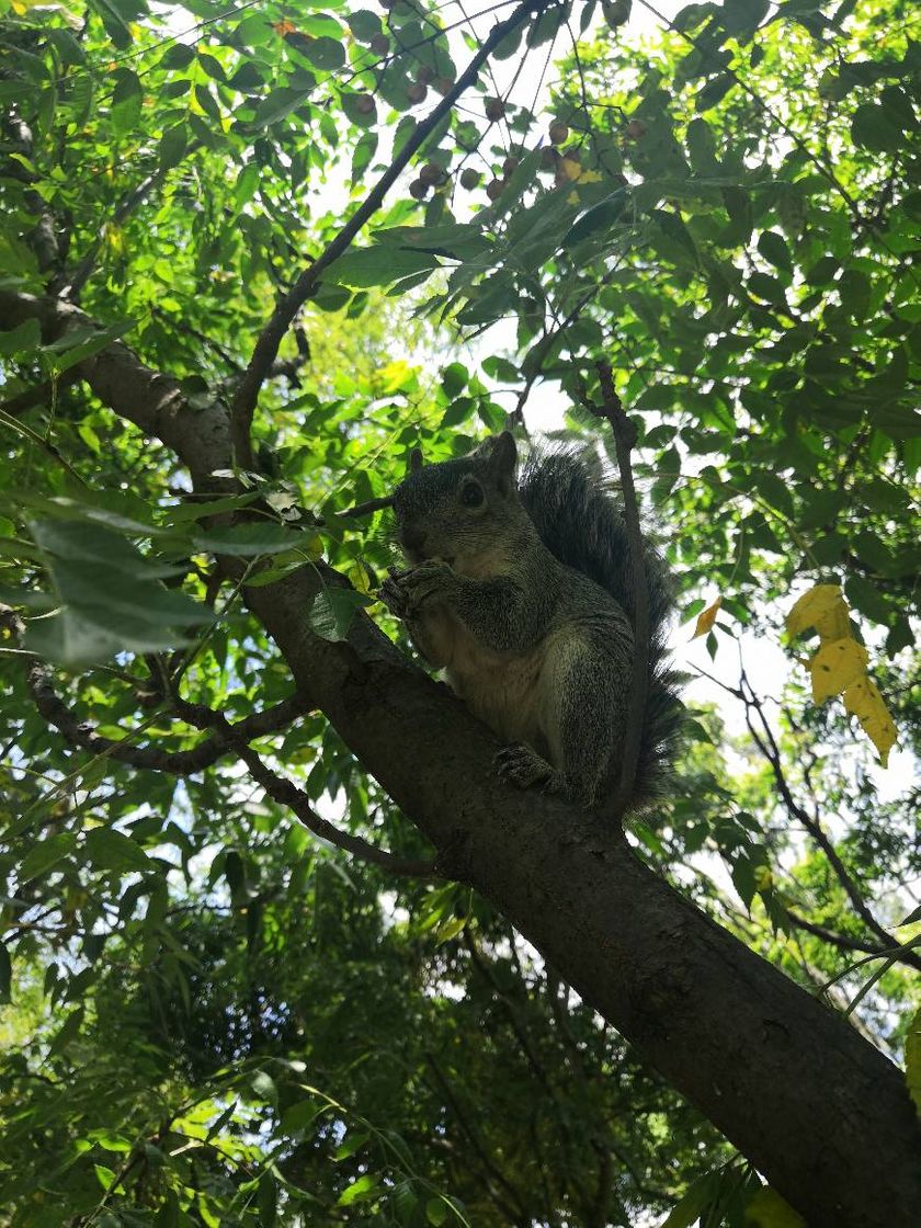 Lugar Parque colomos