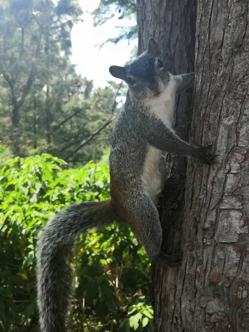 Lugar Parque colomos