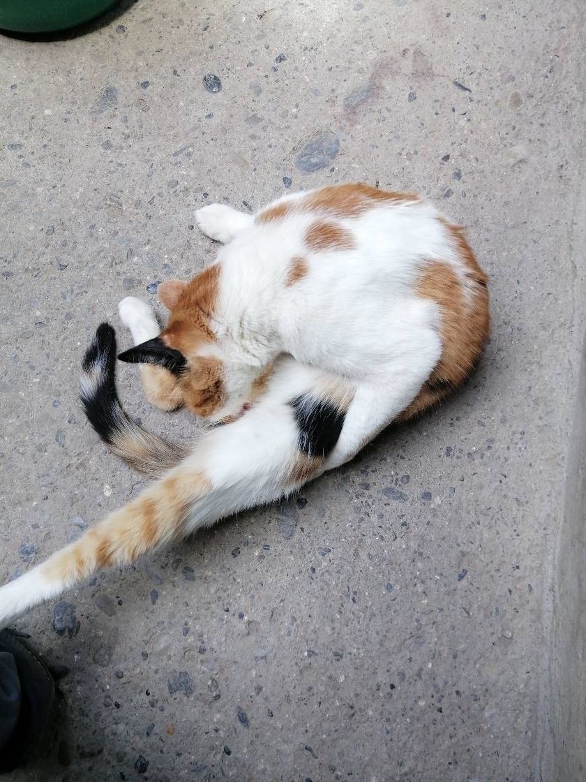 Social Respirador artificial