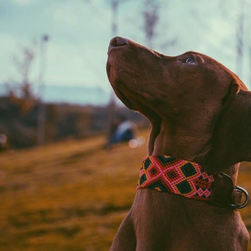 Moda Kühü - Collares Artesanales para Perros y Gatos | Empresando