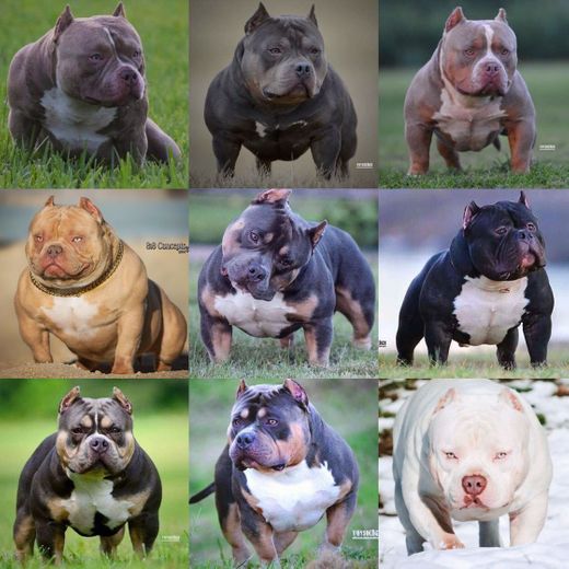 American bully