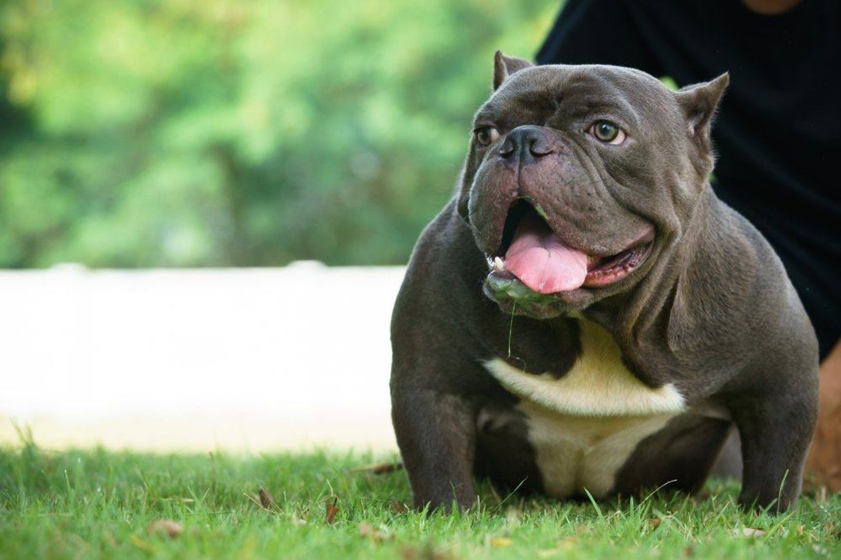 Fashion Cachorro American bully 