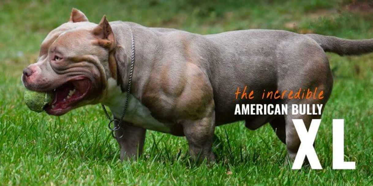 Moda American bully