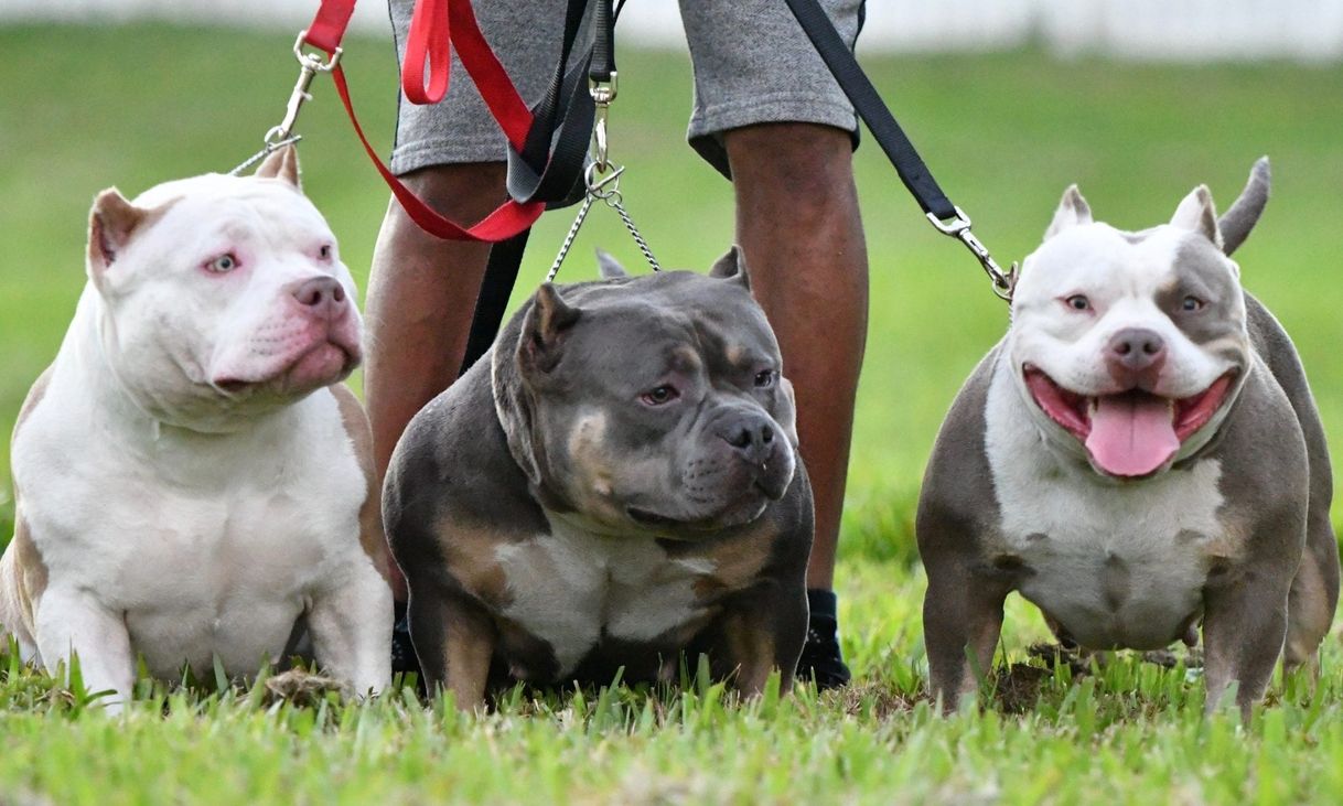 Moda Conoce la historia del american bully