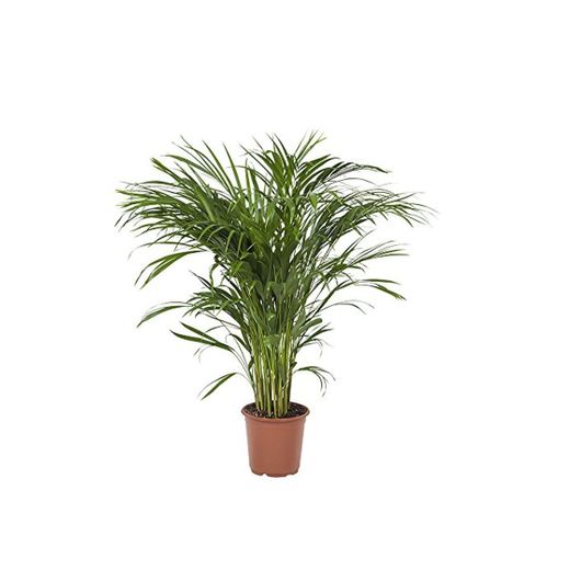Planta de interior de Botanicly – Palma Areca – Altura