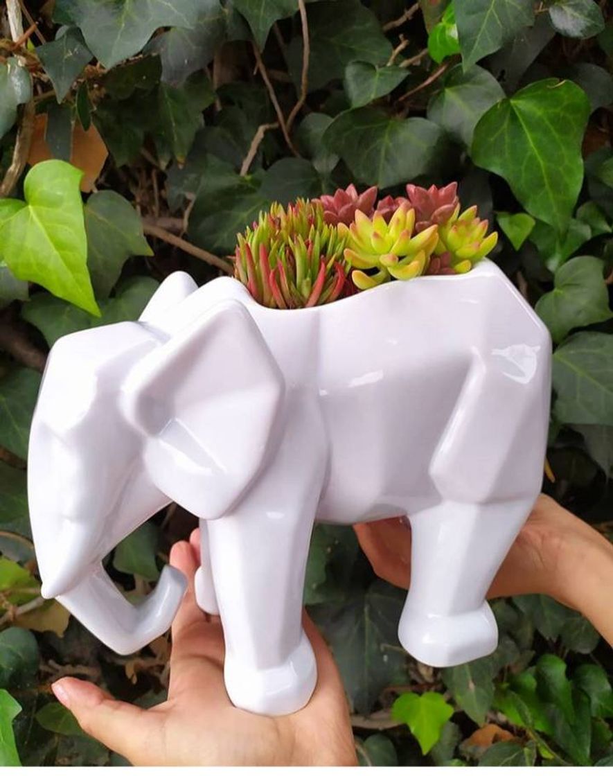 Moda Maceta elefante con suculentas 🐘