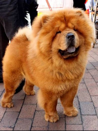 Chow chow