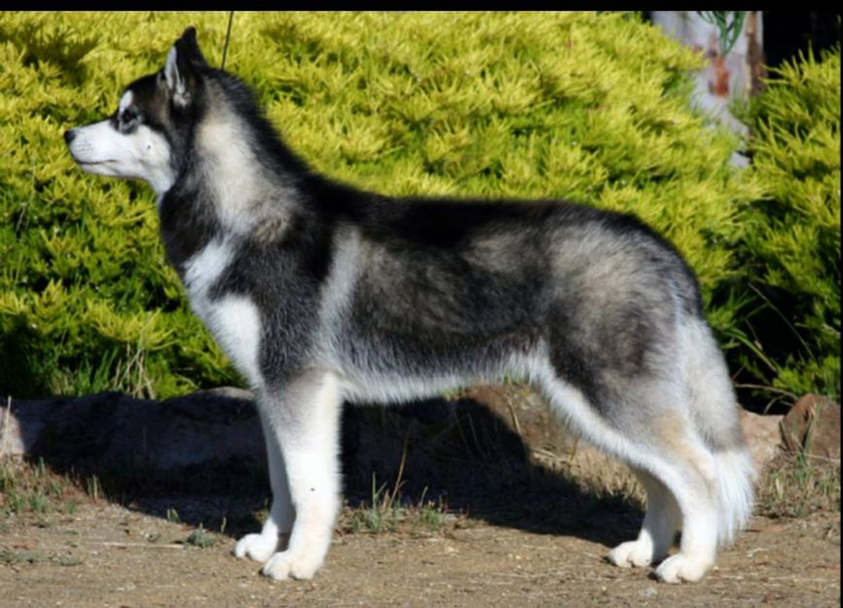 Fashion Husky Siberiano 