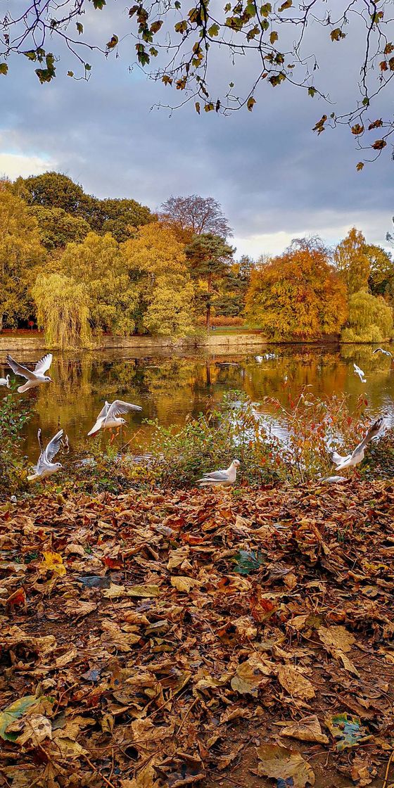 Place Roundhay Park