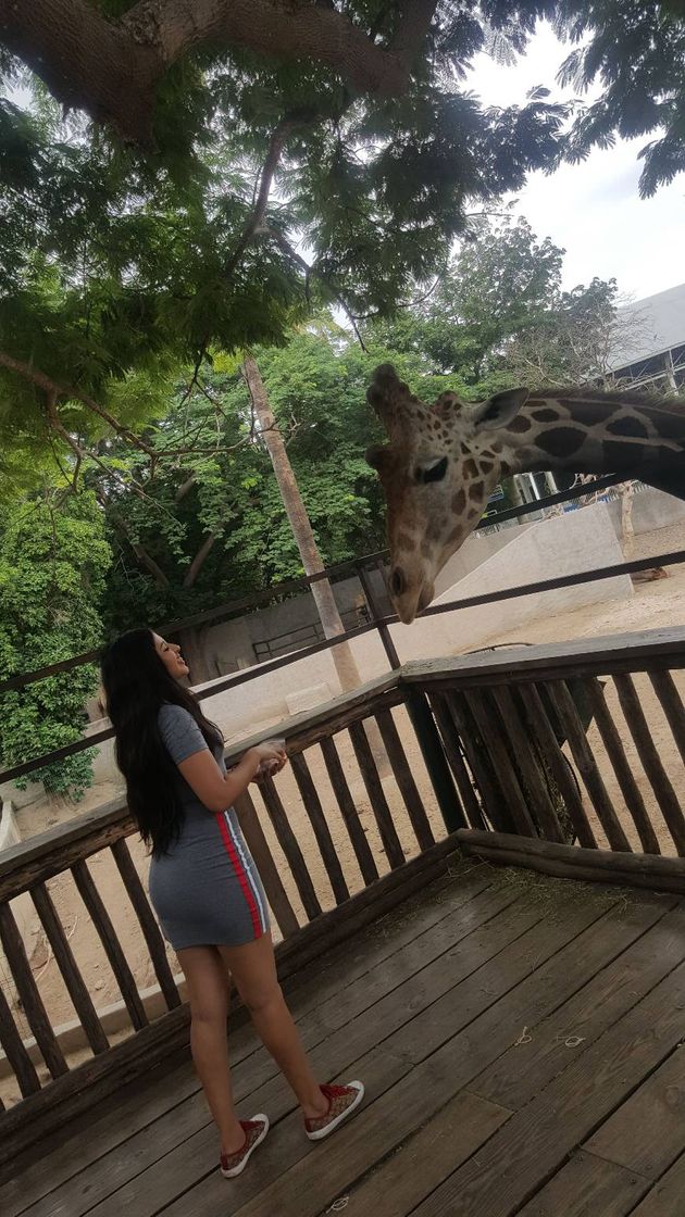 Lugar Zoológico de Culiacán