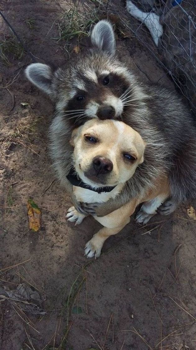 Moda Cachorro e Guaxinim