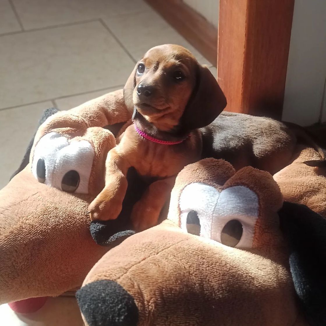 Moda Dachshund