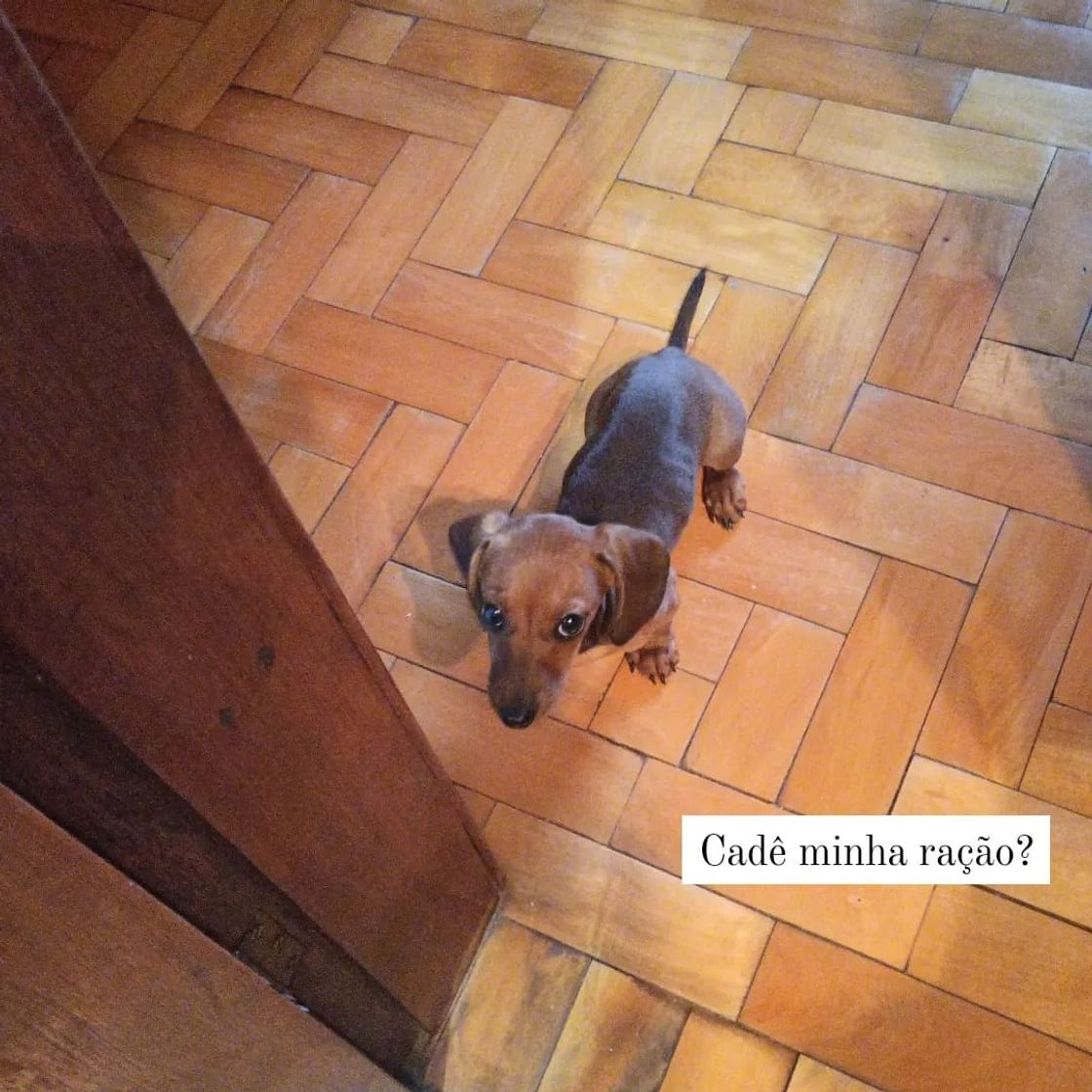 Moda Dachshund