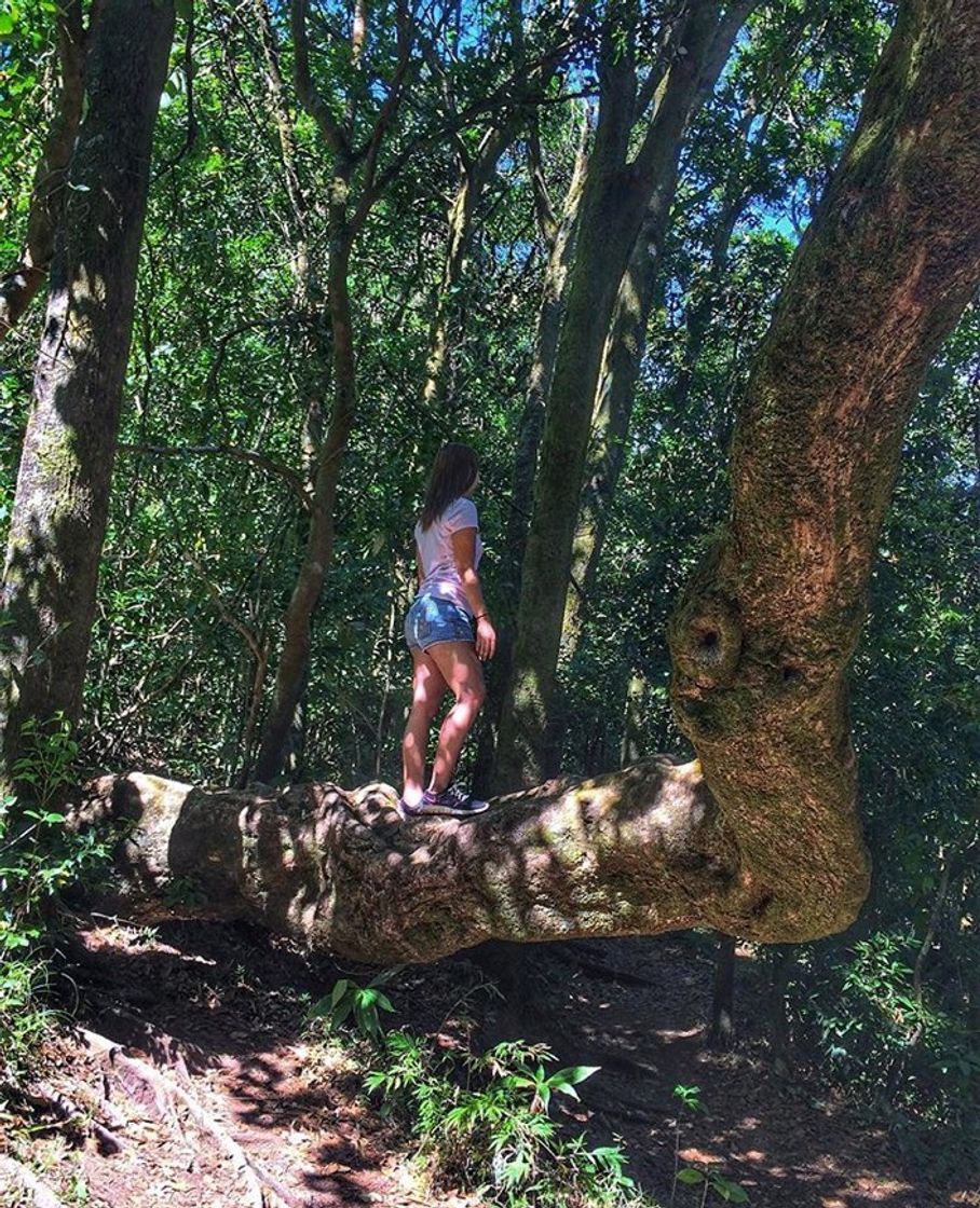 Lugar Reserva Forestal Grecia Bosque del Niño
