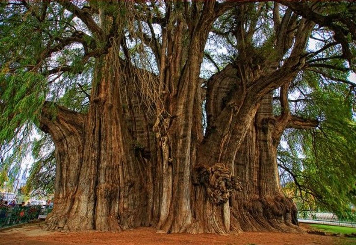 Lugar Árbol del Tule