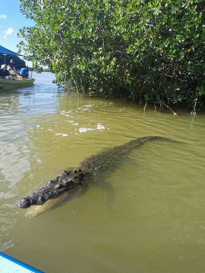 Lugar Río Lagartos