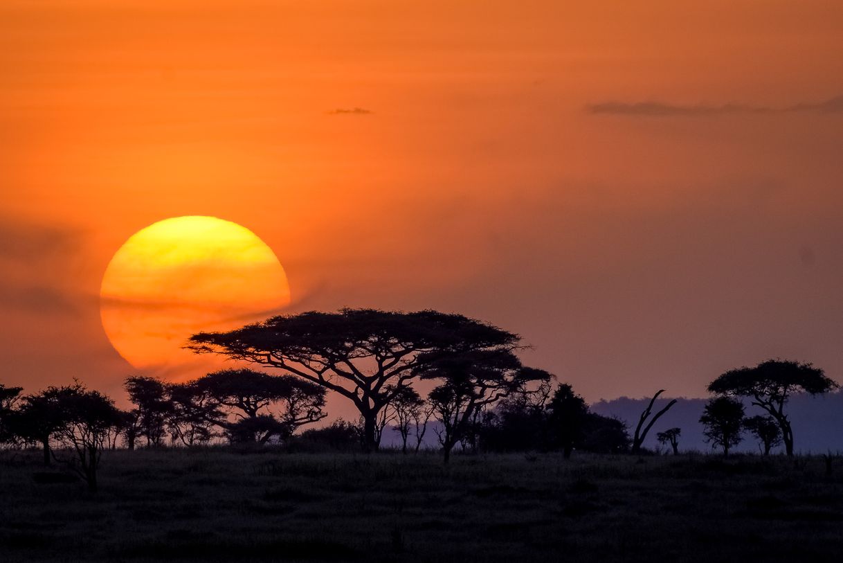 Social Parque do Serengeti, na África