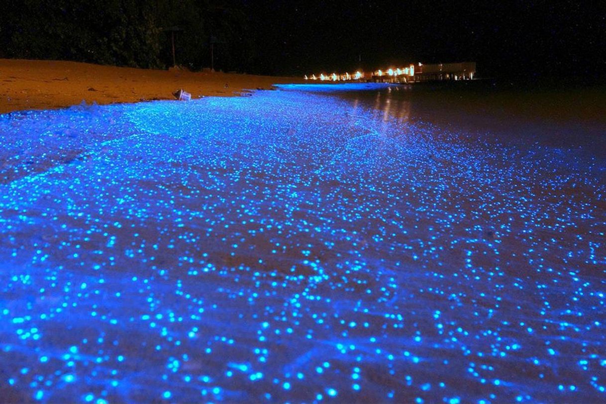 Social Praia Vaadhoo