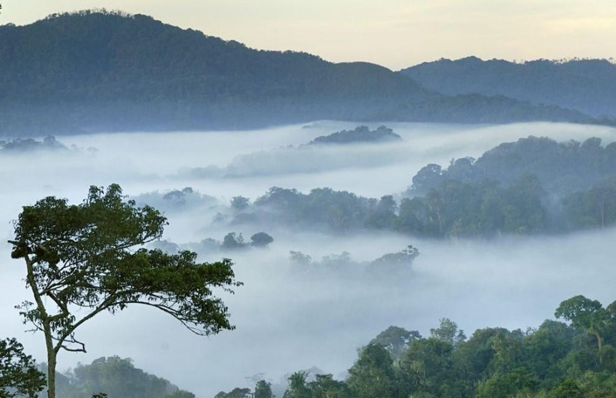 Place Nyungwe Forest National Park