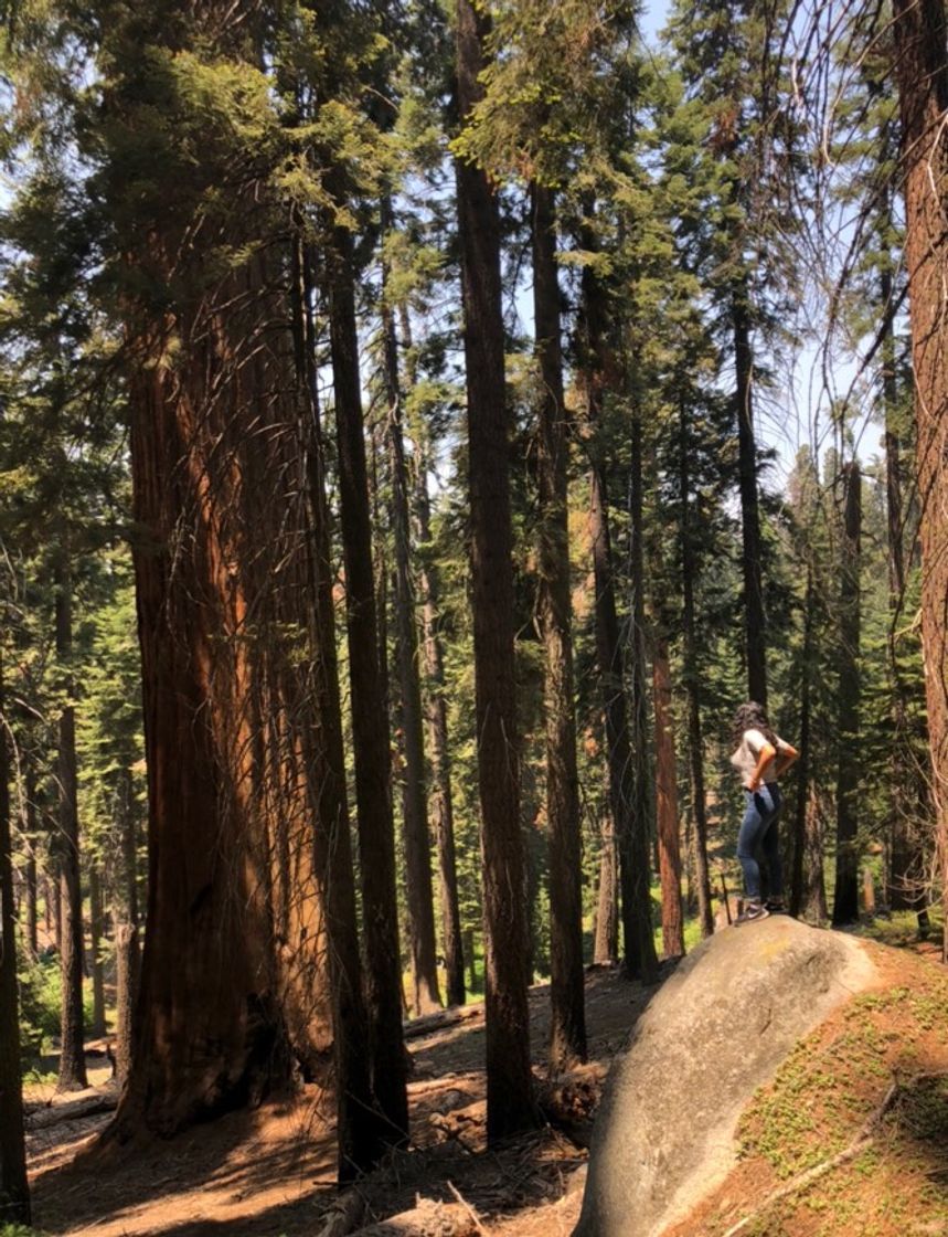 Lugar Sequoia National Park