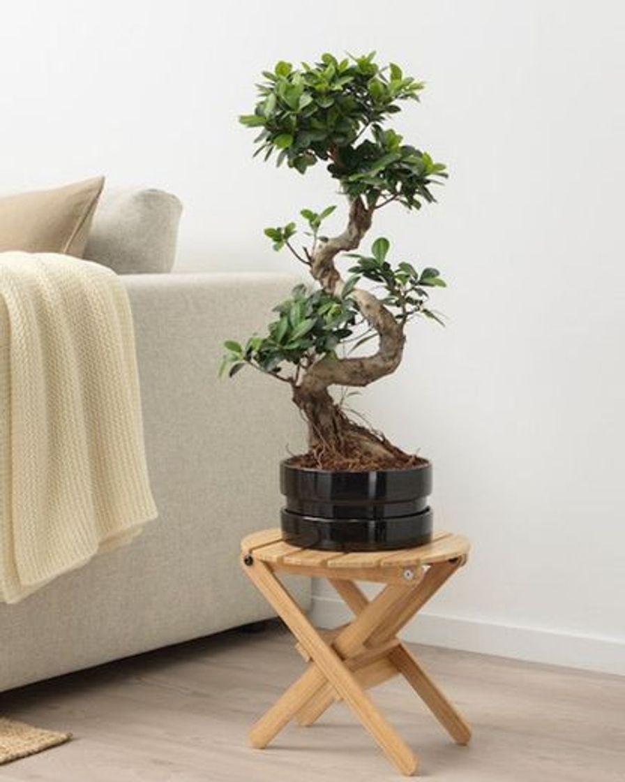 Producto Bonsai em vaso IKEA 