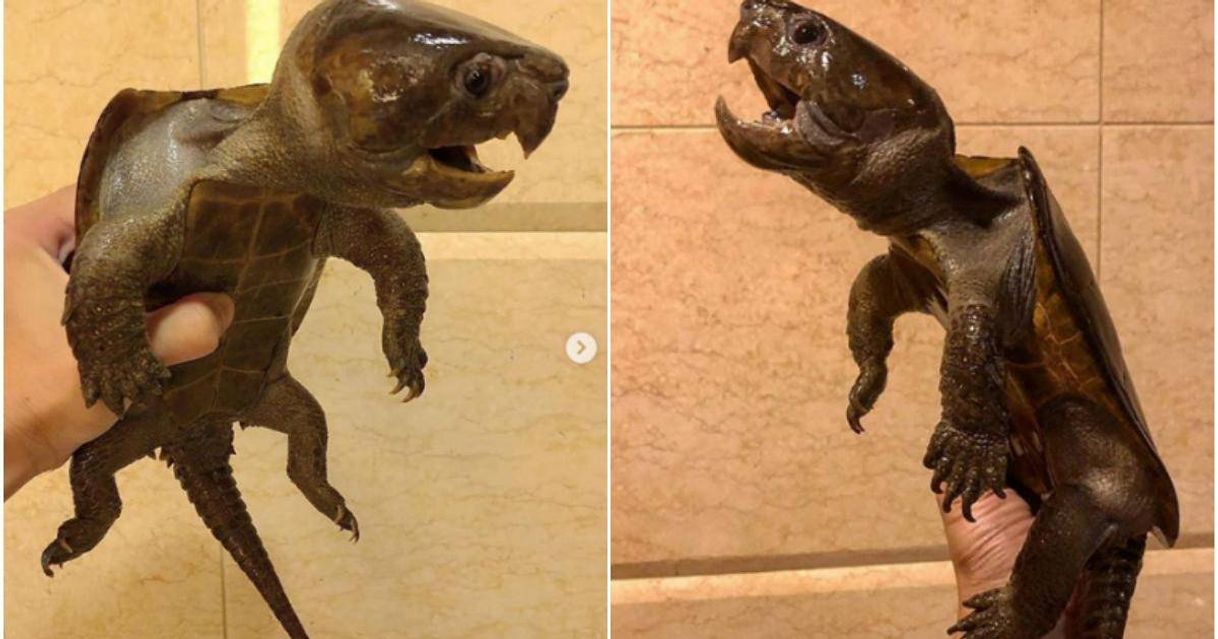 Social Rara especie encontrada en China