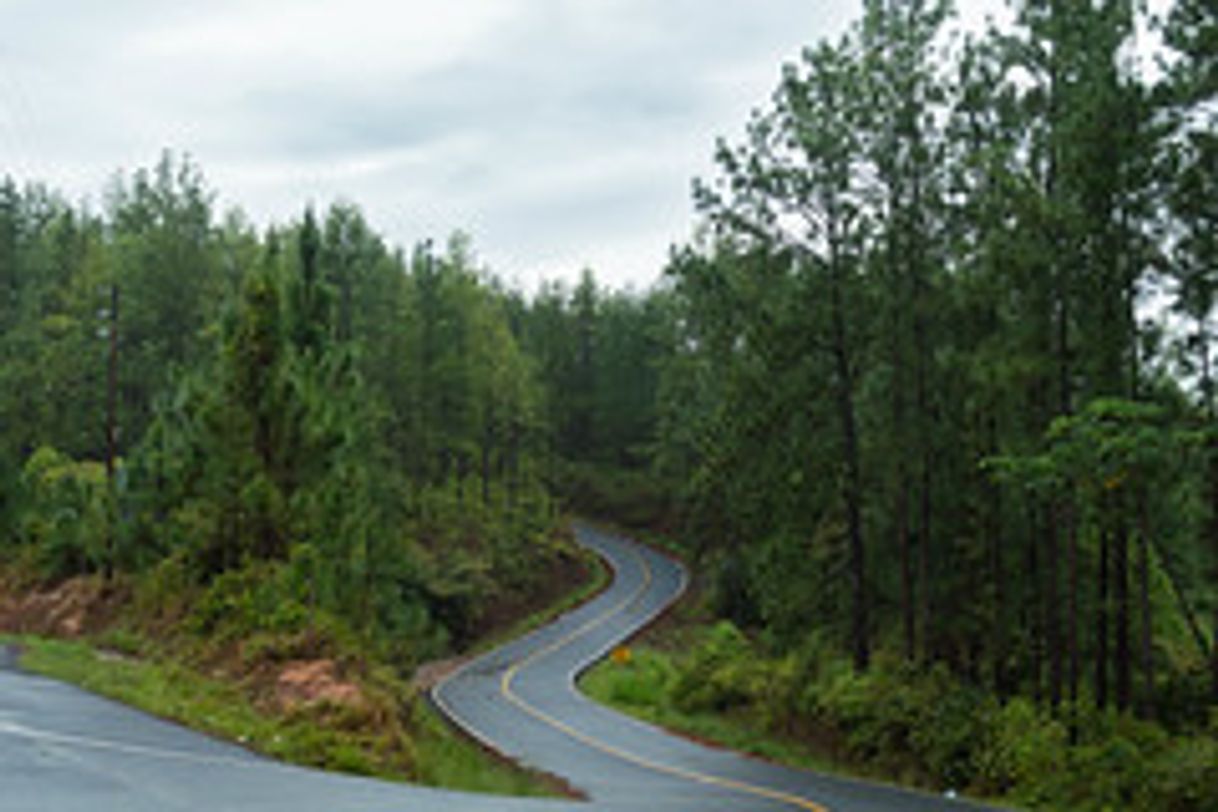 Lugar La Yeguada - Reserva Forestal