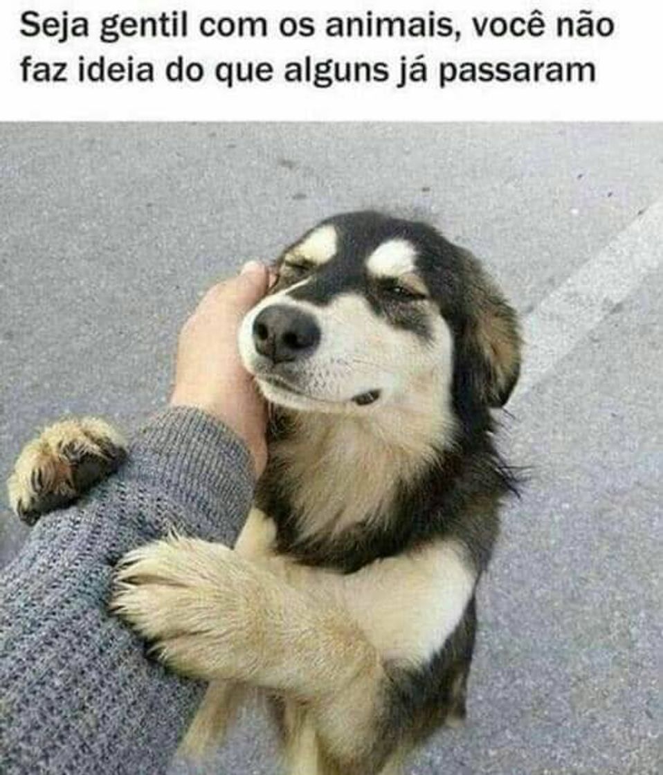 Moda 🐶