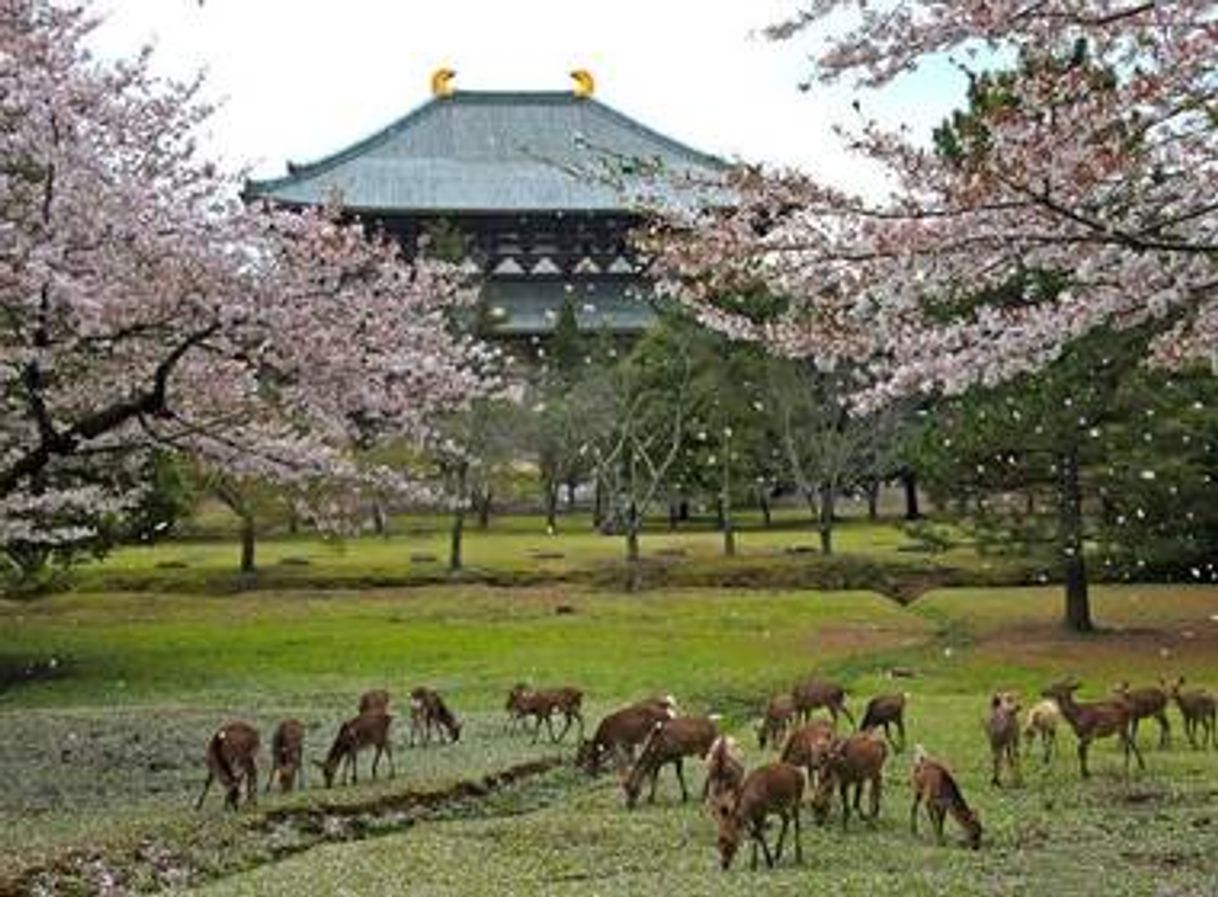 Place Nara