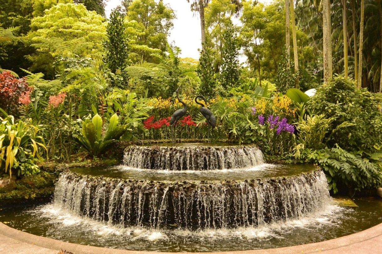 Place Jardín Botánico de Singapur