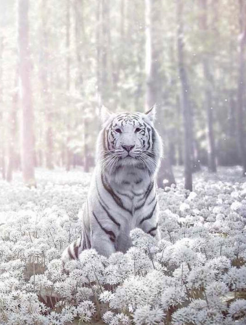 Fashion Tigre blanco 