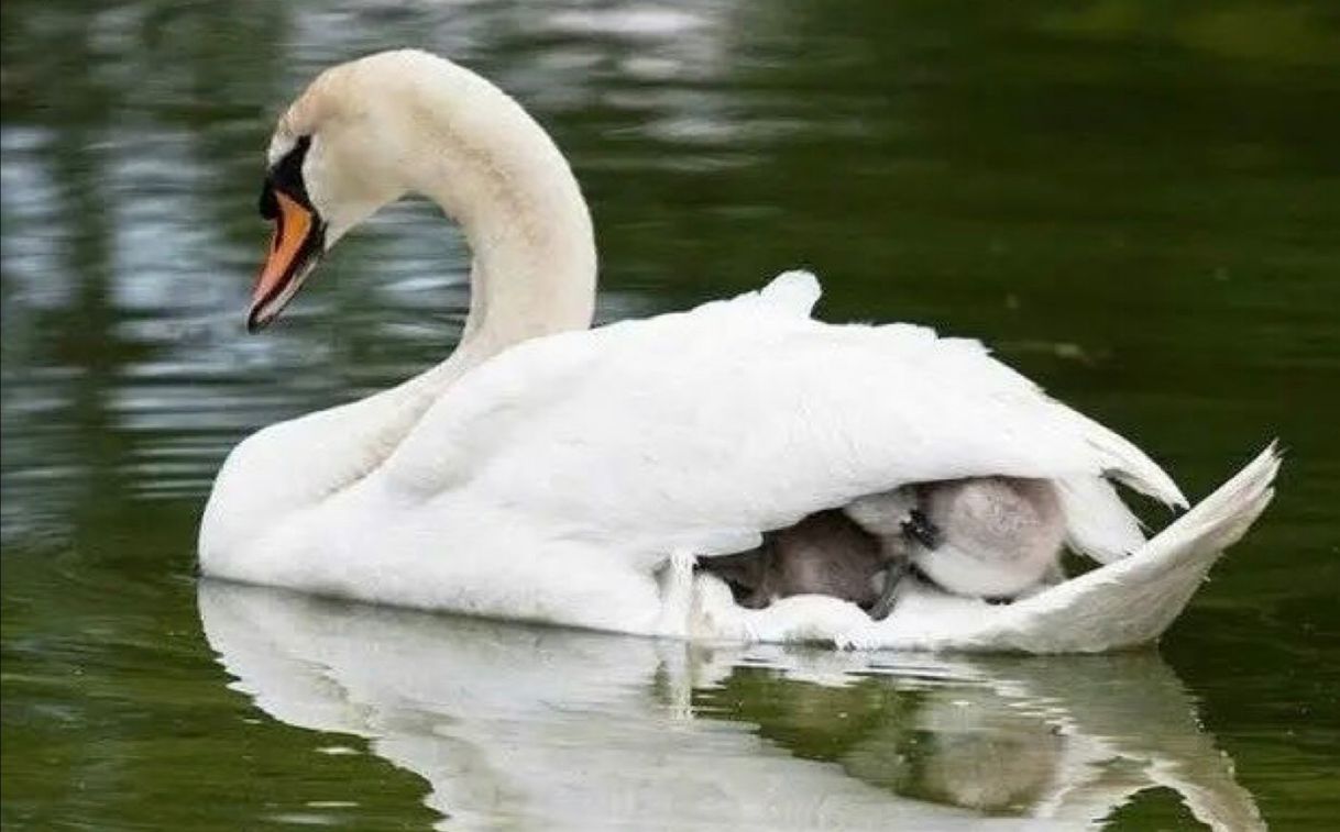 Fashion Cisne 🦢 