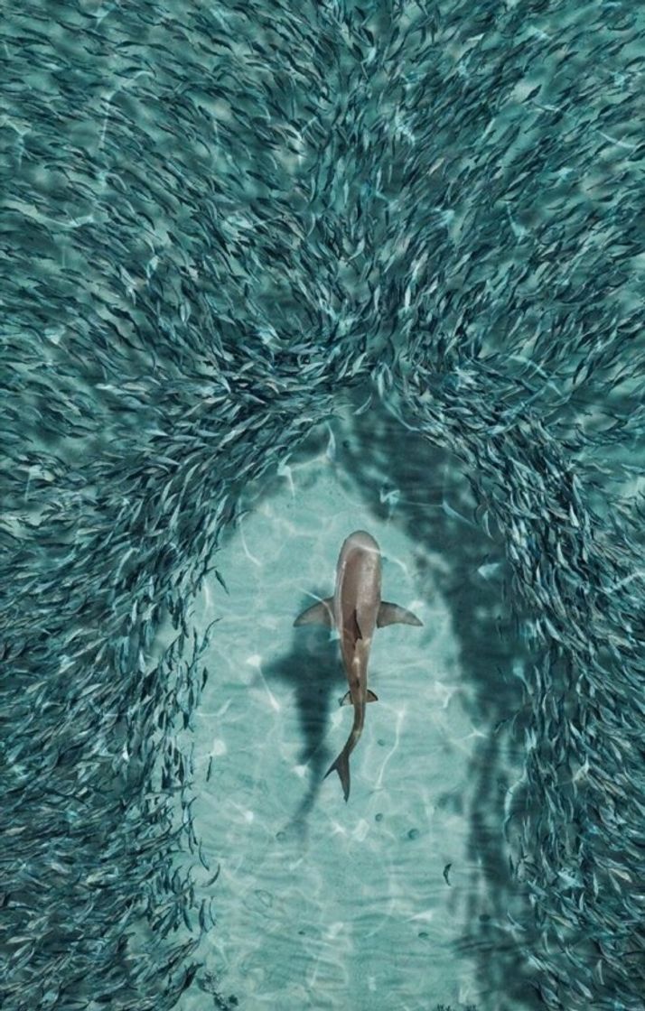 Social Tiburón 🦈 