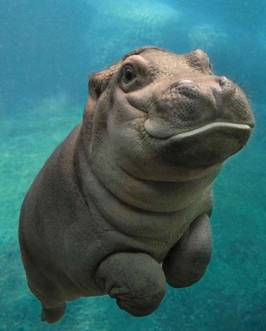 Social Hipopótamo 🦛 