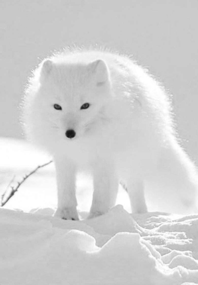 Social Zorro blanco 🦊 