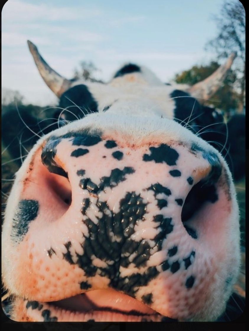 Social Vaca 🐮 