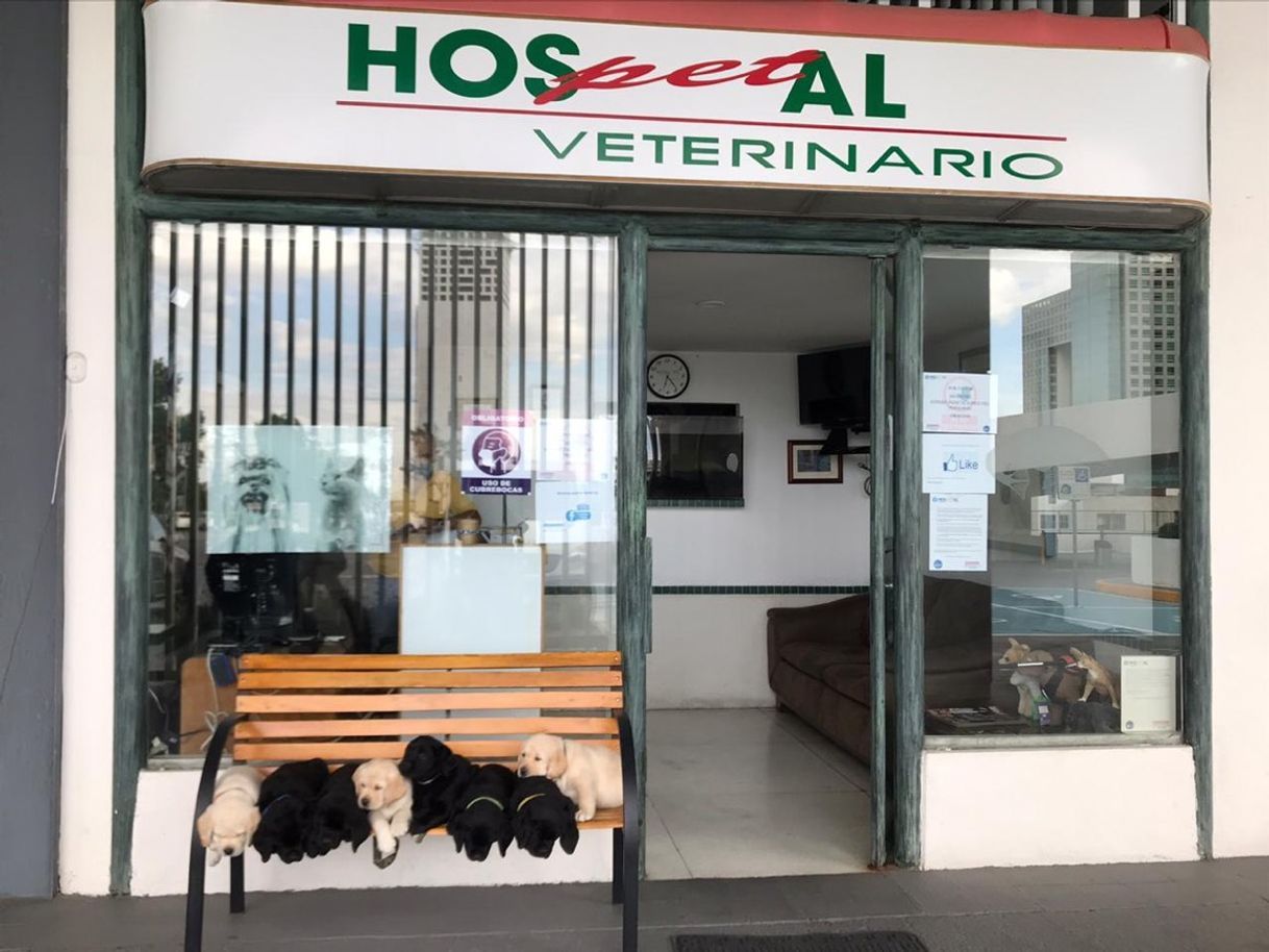 Fashion Veterinaria 