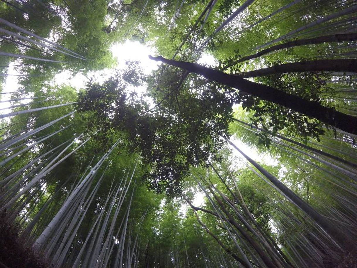 Place Arashiyama Bamboo Forest