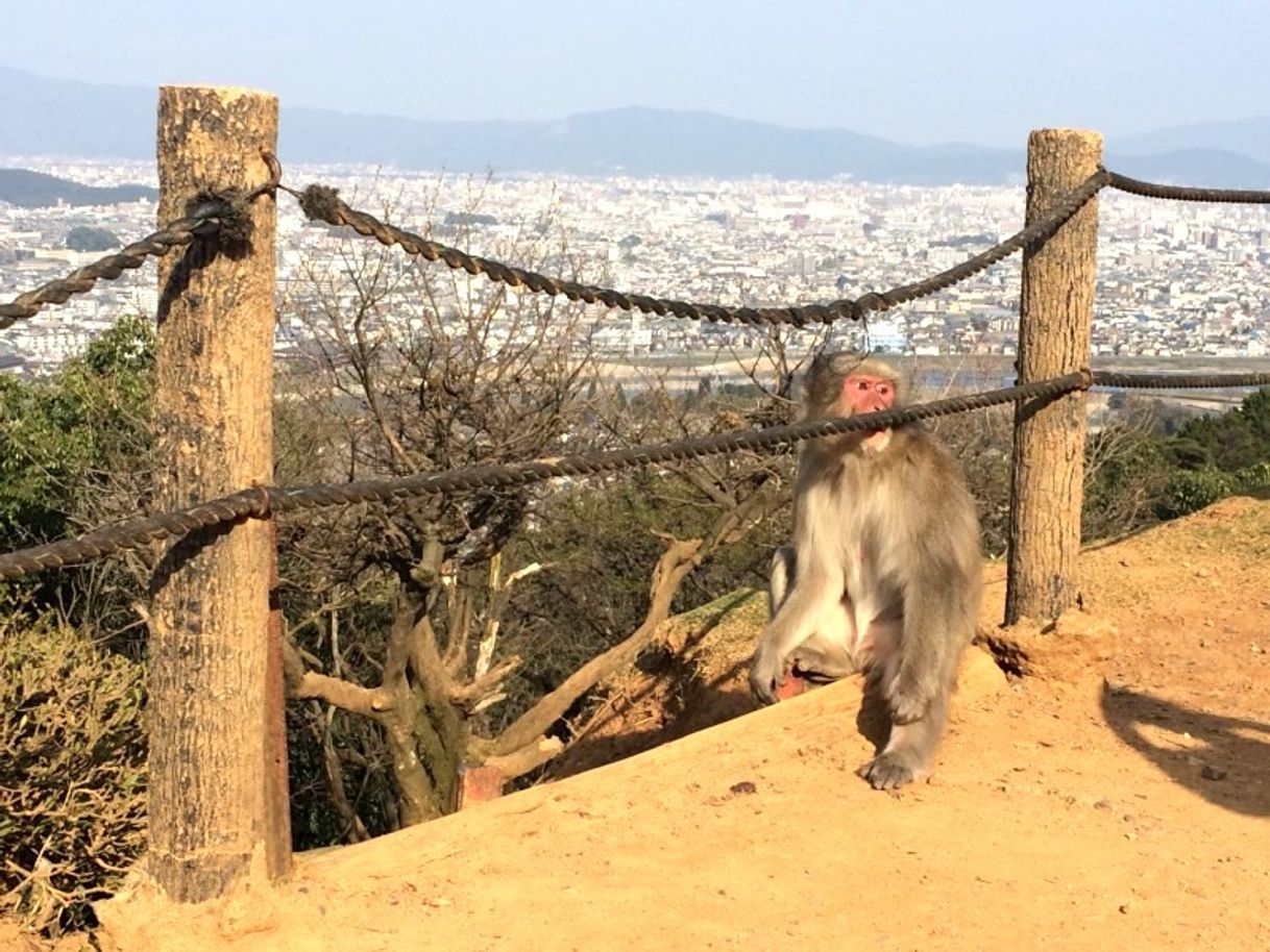 Place Monkey Park Iwatayama