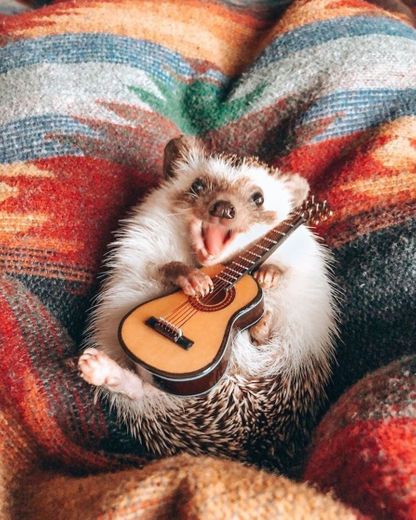 Hedgehog playing guitar