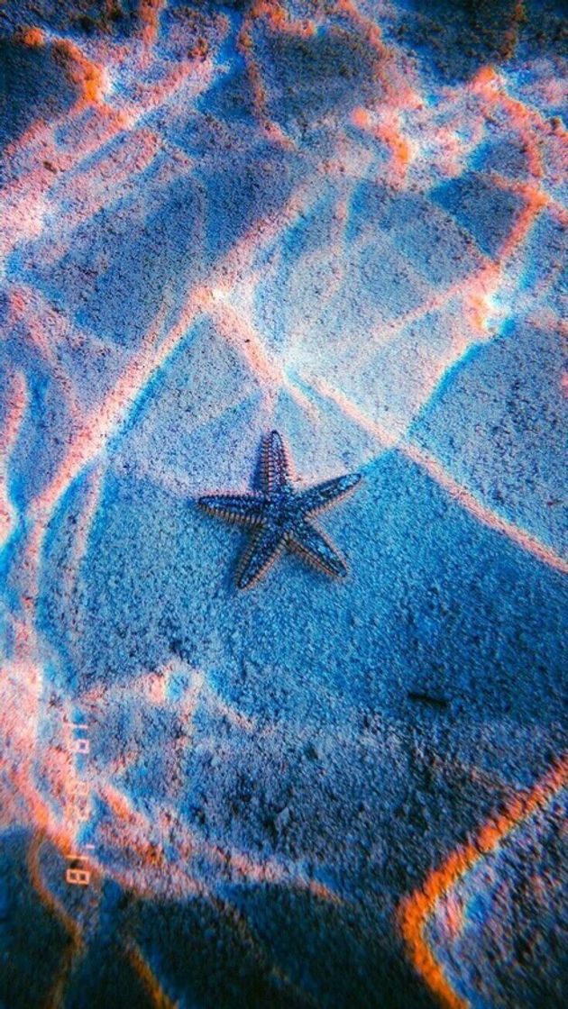 Places Starfish under sea wallpaper 