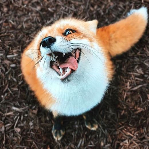 Super crazy Fox 