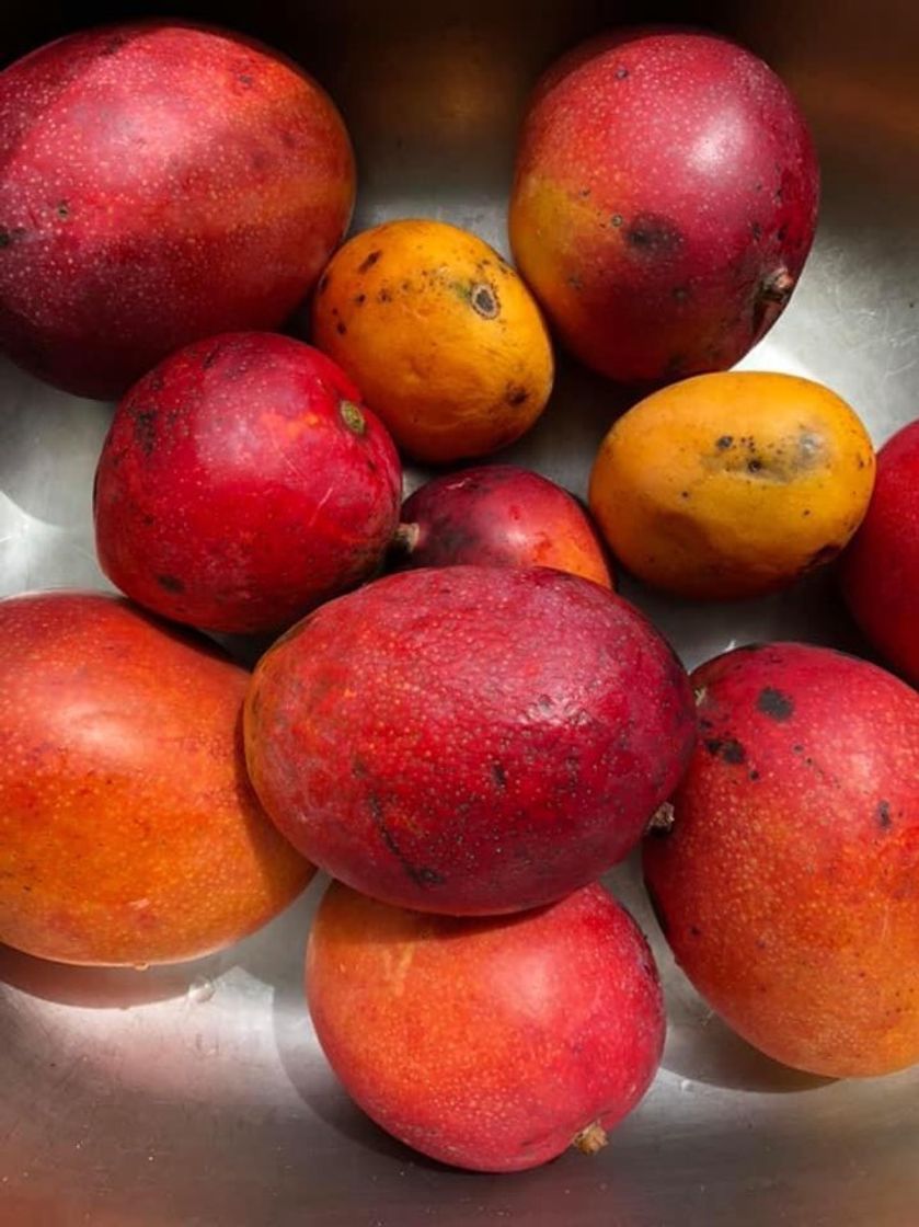 Moda Mermelada De Mango 🥭 