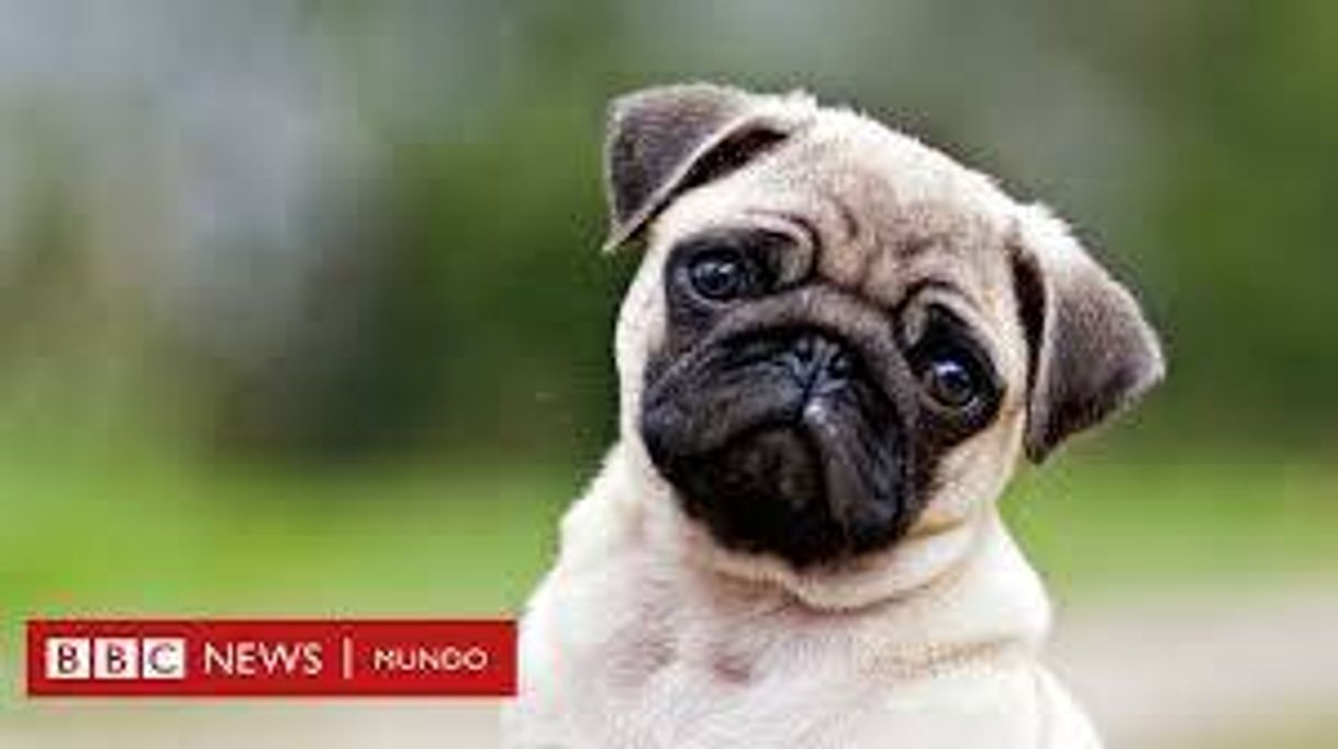 Moda Un pug