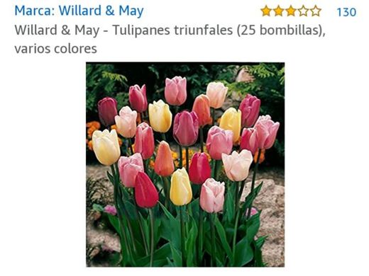 Hermosos tulipanes